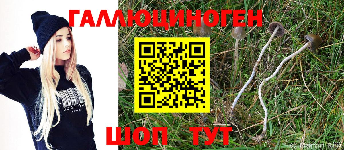 Кириши  Псилоцибиновые грибы мицелий  Вход с VPN 